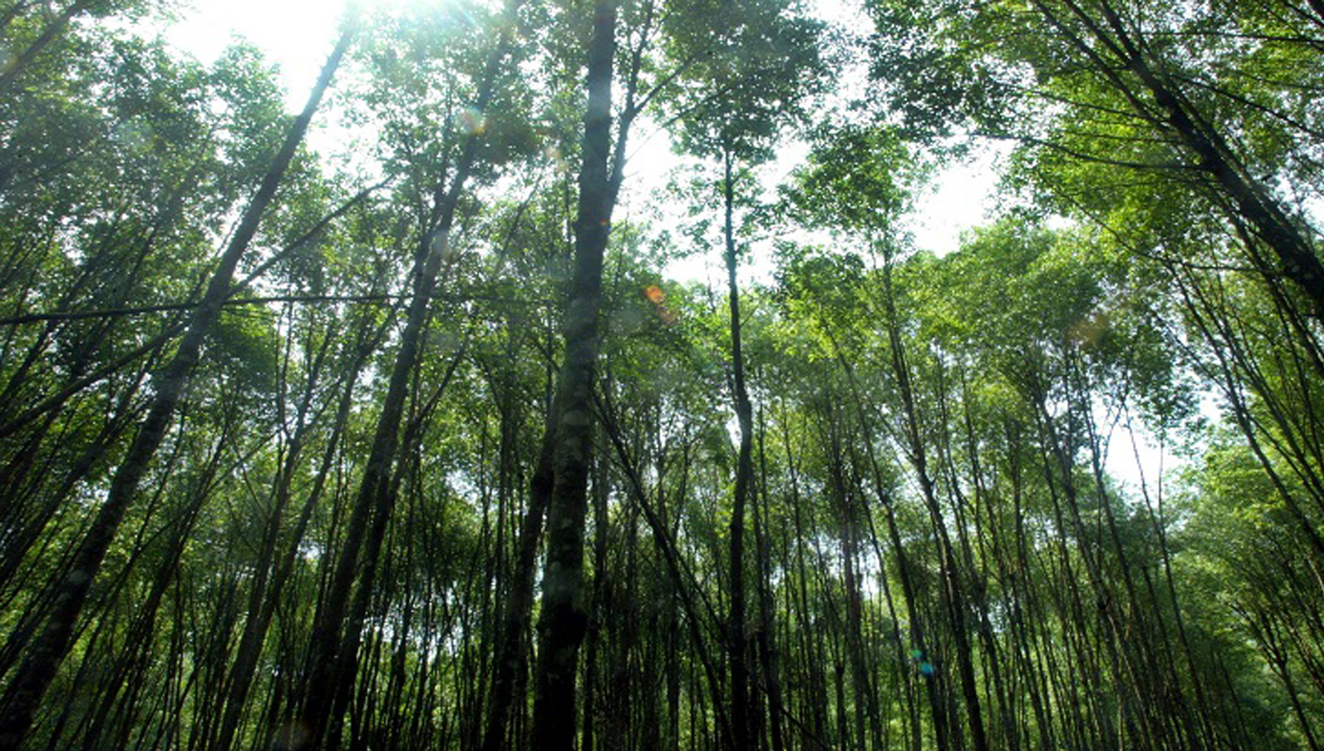 Environment